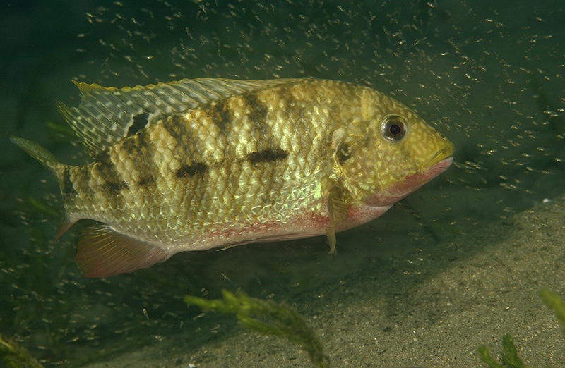 Coptodon rendalli 'Chiofu'